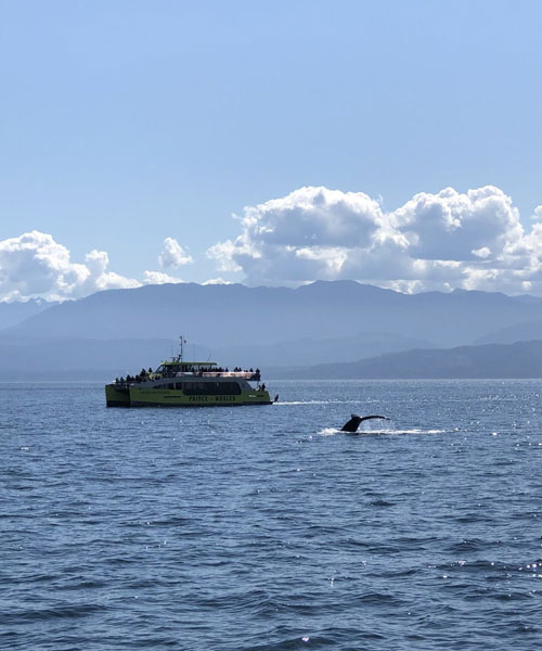 Baleine dont la queue est visible dans l’eau devant un bateau au loin