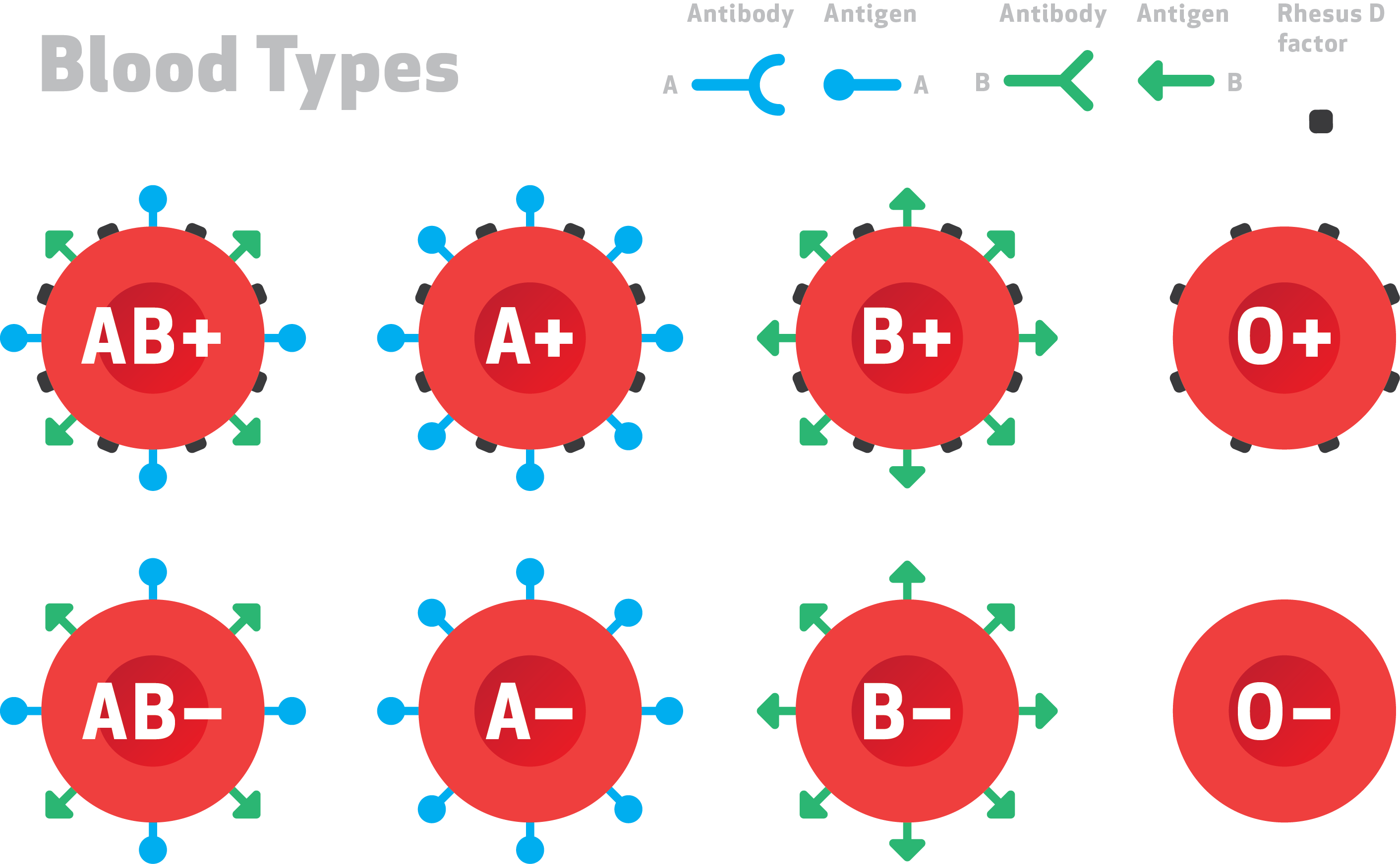 how did the appearance of the a b and rh samples for the patient with ab_ blood type Having the presence of a and b antigens and the absence of the rh antigen, ab negative blood type can ab negative blood of appearancein rh- oaba2. how did the appearance of the a b and rh samples for the patient with ab_ blood type Having the presence of a and b antigens and the absence of the rh antigen, ab negative blood type can ab negative blood of appearancein rh- oaba2.