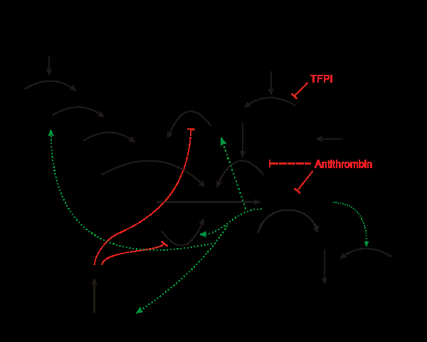 Coagulation full