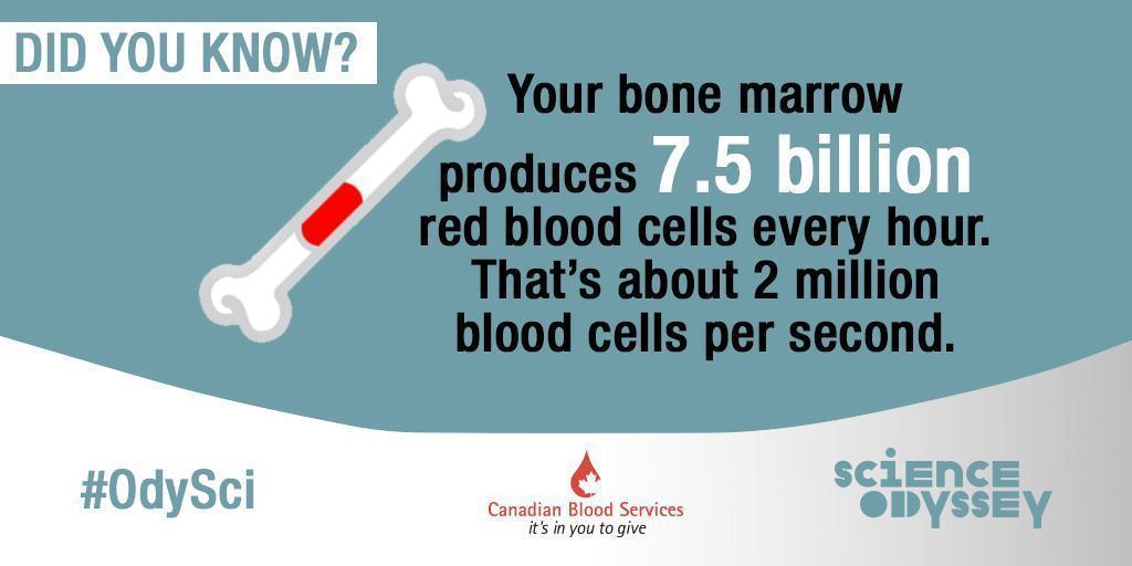 Science Odyssey 2016 - bone marrow