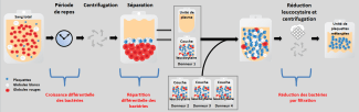 Comportement des bactéries lors de fabrication de plaquettes avec la méthode de la couche leucocytaire (simplifié)