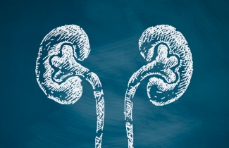 Poster of graphic kidney