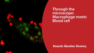 Through the microscope - Macrophage meets blood cell