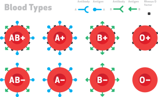 Many people know about the ABO blood groups (blood types A, B, AB and O). But in reality, that’s just a really small subset of the groups of antigens that we have on our red blood cells. There are about 35 different red blood cell group families and over 