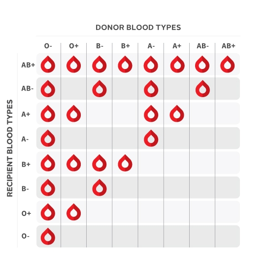 Blood type and RH factor compatibility chart